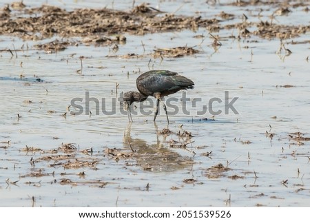 A Glossy Ibis foraging in a flooded field