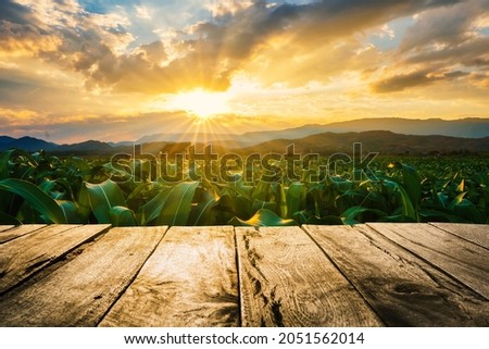 old brown wooden floor beside green corn field in agricultural garden and light shines sunset and beam sunset, copy space Royalty-Free Stock Photo #2051562014