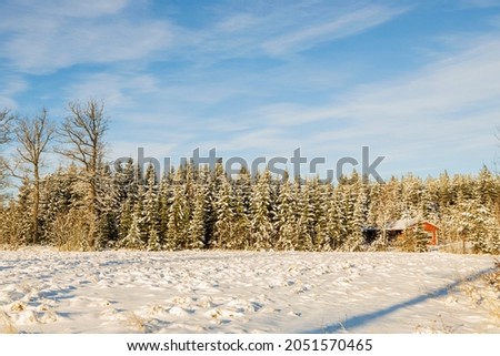 Gorgeous view of winter nature landscape. Snowy trees in winter. Winter day.  Beautiful winter background. Sweden.