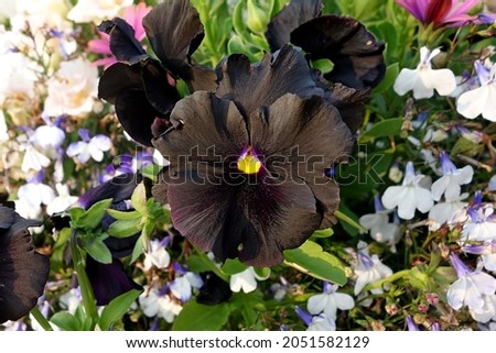 A closeup shot of a black pansy flower in the botanical garden