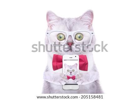 Smart beautiful british cat photographed themselves on the phone. Funny animals. Trendy cat dressed in beautiful clothes