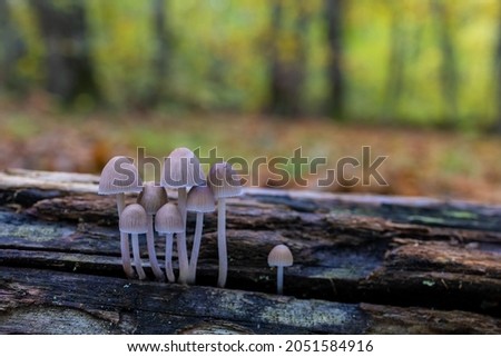 Mycena sp. Small mushrooms in a chestnut forest.