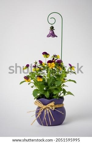 Yellow and purple pansies in a decorative pot, isolated on a white background.