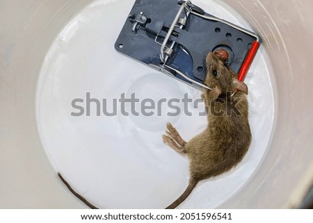 A dead rat caught in a snap trap inside a pail for removal.