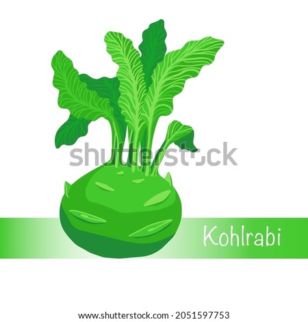 Cabbage. Vector illustration of kohlrabi. Isolated On A White Background. Healthy organic food, fresh green vegetables in cartoon flat style.