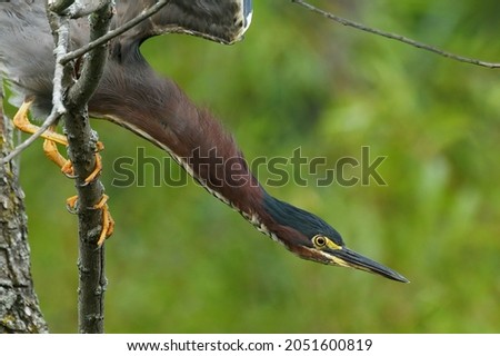 Portrait of a green heron stretching while balanced on a limb with a green background.