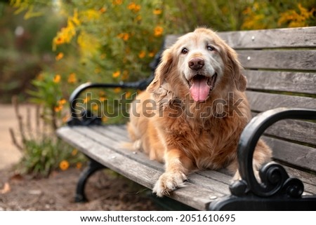old golden retriever dog sitting on park bench in autumn with floral background Royalty-Free Stock Photo #2051610695