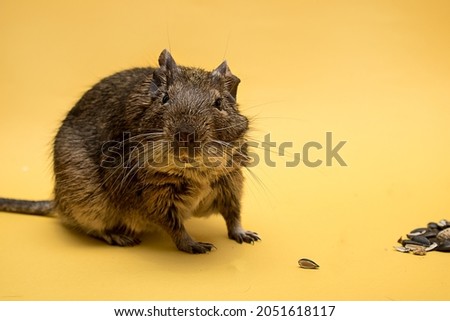 Degu squirrel on yellow background