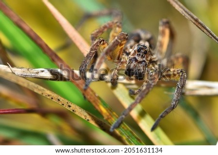 Closeup picture of the eyes of the European wolf spider (tarantula) Alopecosa trabalis (Araneae: Lycosidae), photographed in a heathland in southern Germany.