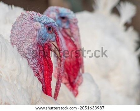 Breeding of poultry broiler turkeys. Poultry farm for broiler turkeys. Close-up