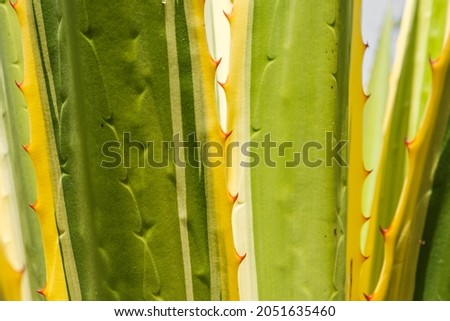 Cactus plant, Tenerife, Canary Islands
