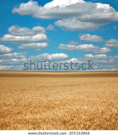 Wheat field under the white clouds on blue sky, nature background