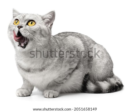 Hungry cat isolated on white. Cat tongue licking lips and mouth