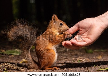 A girl feeds a squirrel from her hand in the forest. Squirrel on earth.
