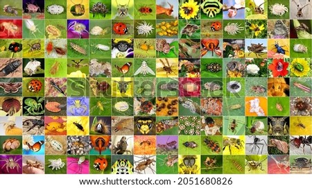 Biodiversity and colors in the insect world. Set of insects. Macro Royalty-Free Stock Photo #2051680826