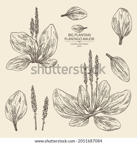 Collection of large plantain: large plantain plant and leaves. Plantago major. Cosmetic and medical plant. Vector hand drawn illustration Royalty-Free Stock Photo #2051687084
