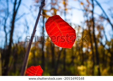 closeup red tree branch in forest, seasonal natural background