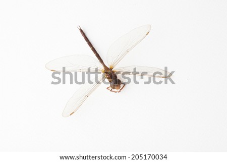 Dragonfly on white paper background