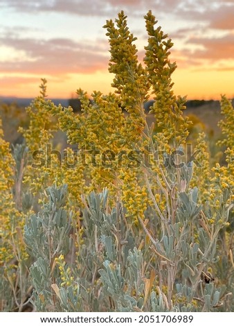 Sagebrush blooms in the autumn sunset Royalty-Free Stock Photo #2051706989