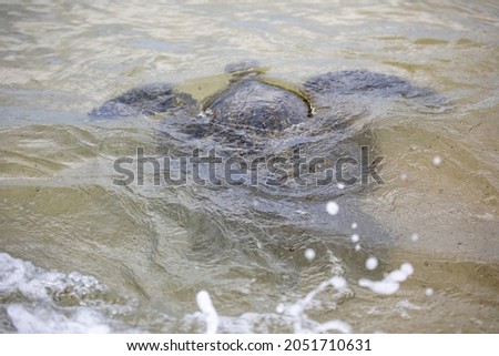 Sea turtle swimming under the water in the ocean