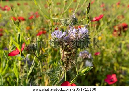 A closeup shot of Plumeless thistles flowering plant in a meadow