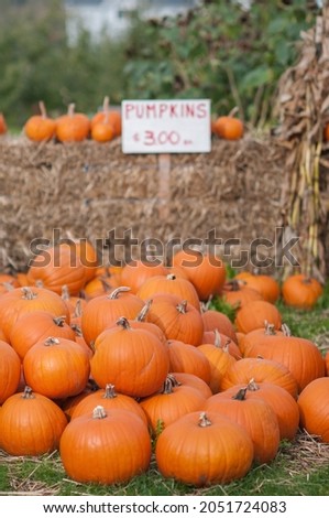 Pumpkins with homemade sign advertising pumpkins for sale at local roadside farm stand pumpkin patch. Bales of hay.