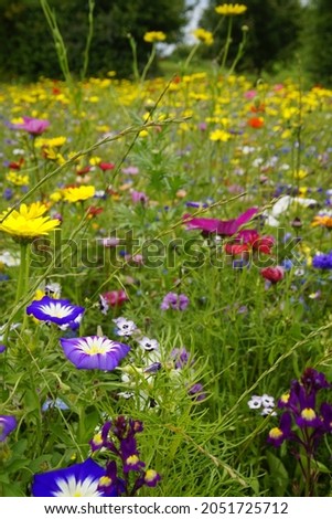 colourful wildflowers in a meadow