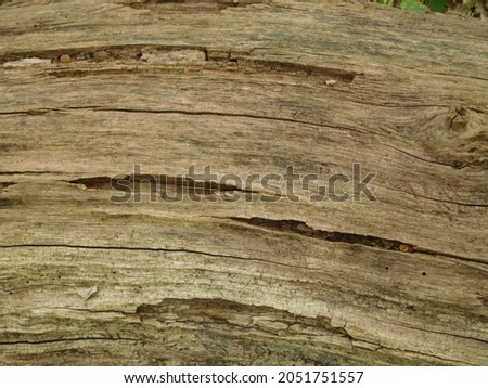 Curved Exposed Light Colored Bark 