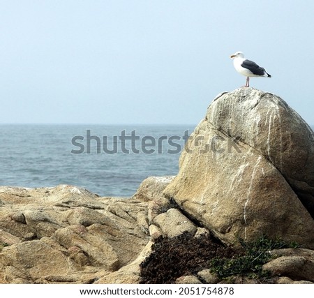 Black and white seagull perched on a rock, looking out over the Pacific Ocean.