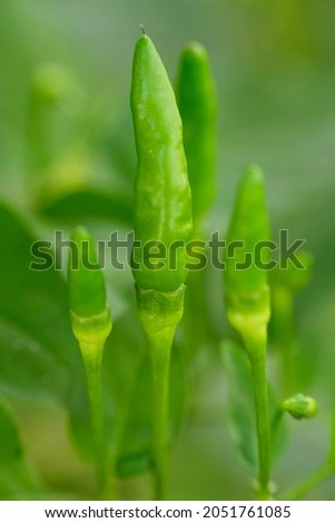 Close up image of a green chilies.