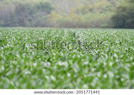 Soybean plants in a farm field