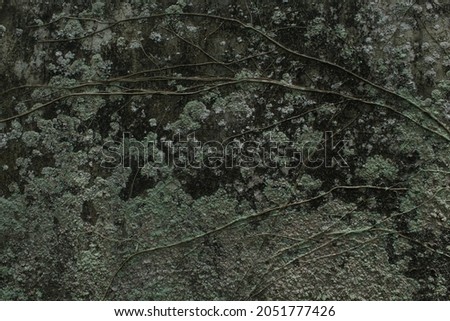 Grungy background of natural cement old texture
