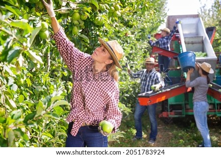 Positive woman harvesting ripe apples in his orchard on sunny day