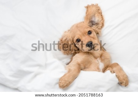Playful cute funny English Cocker spaniel puppy lying on a bed at home before bedtime. Top down view. Empty space for text Royalty-Free Stock Photo #2051788163