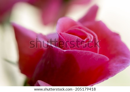 Colorful, beautiful, delicate rose with details 