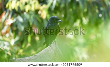 Black drongo bird on stick Common Birds in India