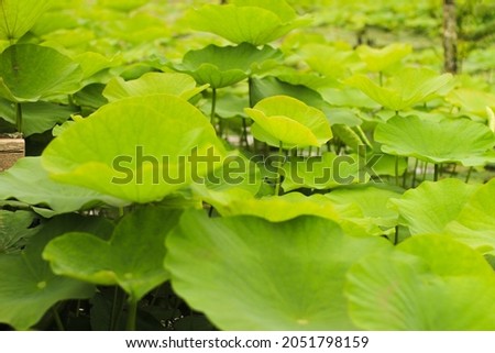 Leaves of Lotus Nature beautiful in Lake