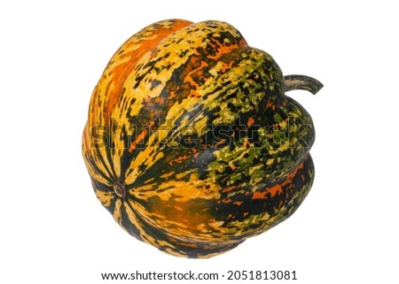 Pumpkin isolated. Close-up of a colorful Cucurbita pepo Festival pumpkin isolated on a white background. Healthy nutrition. Macro.
