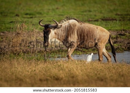 Eastern White-bearded Wildebeest - Connochaetes taurinus albojubatus also brindled gnu, antelope in Eastern and Southern Africa, belongs to Bovidae with antelopes, cattle, goats, sheep, ungulates.  Royalty-Free Stock Photo #2051815583