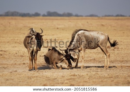 Eastern White-bearded Wildebeest - Connochaetes taurinus albojubatus also brindled gnu, antelope in Eastern and Southern Africa, belongs to Bovidae with antelopes, cattle, goats, sheep, ungulates.  Royalty-Free Stock Photo #2051815586