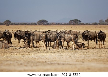 Eastern White-bearded Wildebeest - Connochaetes taurinus albojubatus also brindled gnu, antelope in Eastern and Southern Africa, belongs to Bovidae with antelopes, cattle, goats, sheep, ungulates.  Royalty-Free Stock Photo #2051815592