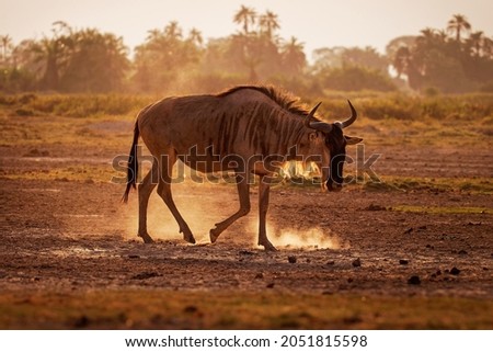 Eastern White-bearded Wildebeest - Connochaetes taurinus albojubatus also brindled gnu, antelope in Eastern and Southern Africa, belongs to Bovidae with antelopes, cattle, goats, sheep, ungulates.  Royalty-Free Stock Photo #2051815598