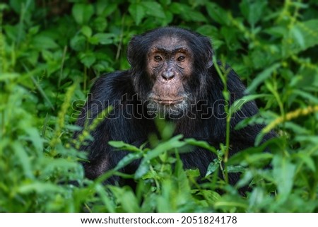 Common Chimpanzee - Pan troglodytes, popular great ape from African forests and woodlands, Kibale forest, Uganda. Royalty-Free Stock Photo #2051824178