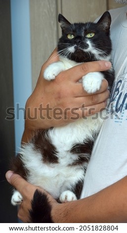 cute black and white cat in  arms close up