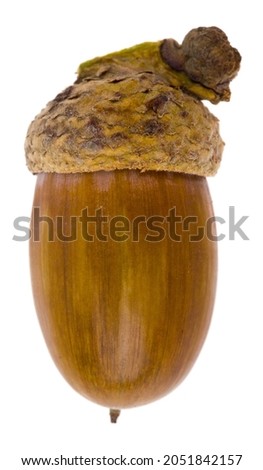 Acorn isolated on white background. Detail for design. Design elements. Macro. Background for business cards, postcards and posters.