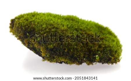 Green moss isolated on white background. Detail for design. Design elements. Macro. Background for business cards, postcards and posters. 