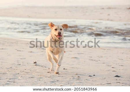 A white Labrador running on the beach, on the sand. Happy, action picture