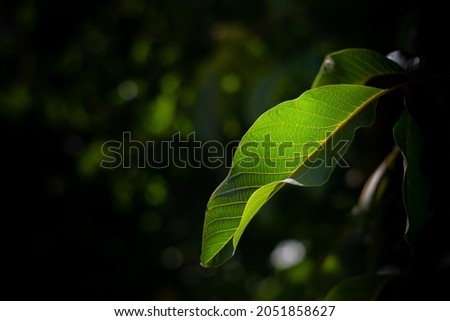 An illuminated walnut leaf in the dark