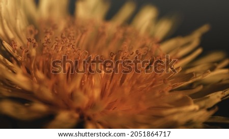 close up macro picture of orange saturated dandelion flower. Detailed pollen leaves waiting for bees. Yellow floral texture for backgrounds