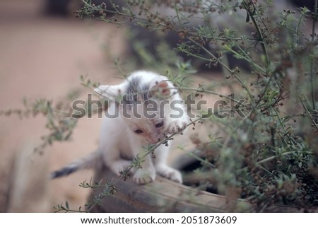 closeup horizontal photography of a small white female kitten sitting on an old black tire, playing with a green medicinal plant, outdoors on a sunny day in the Gambia, Africa